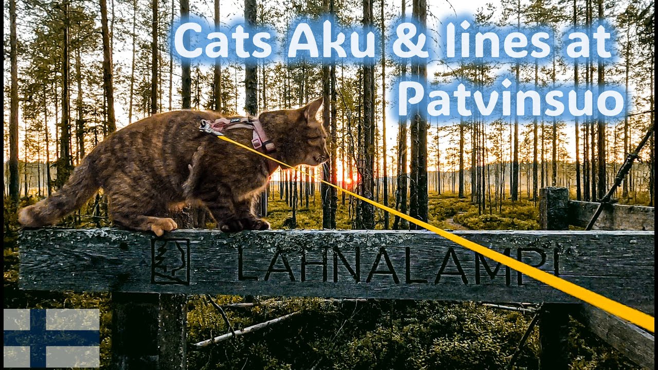 Visiting Patvinsuo National Park with cats Aku & Iines