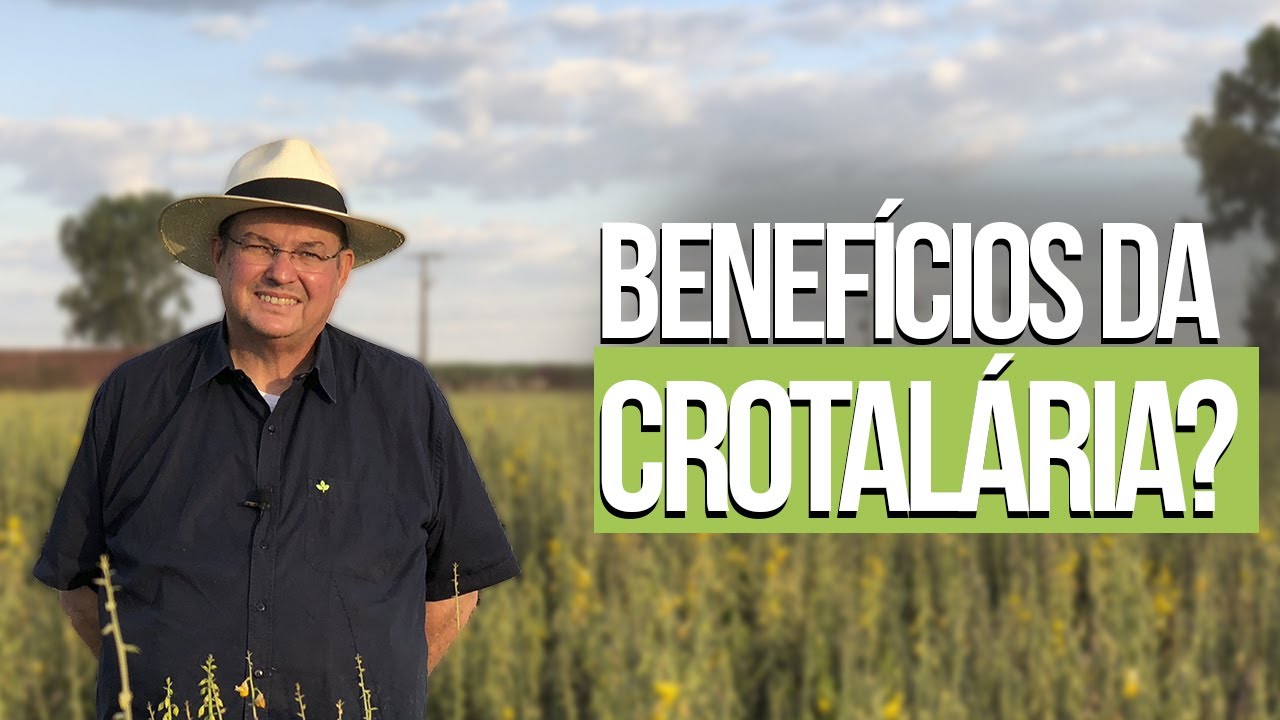 Quais os benefícios da Crotalária?