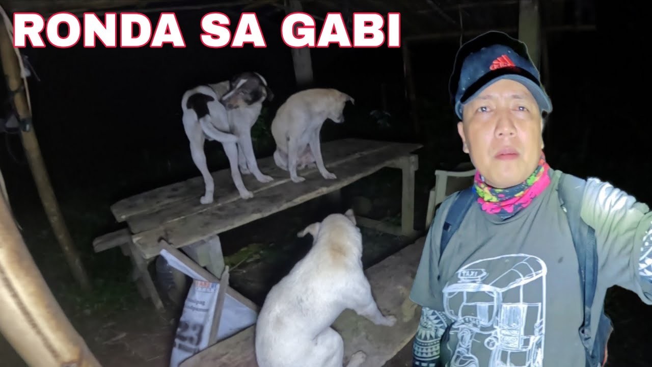 Ginagapang kamote sa gabi Huling ronda natin ngayon at huhukayin bukas Sobrang lalaki ng laman...