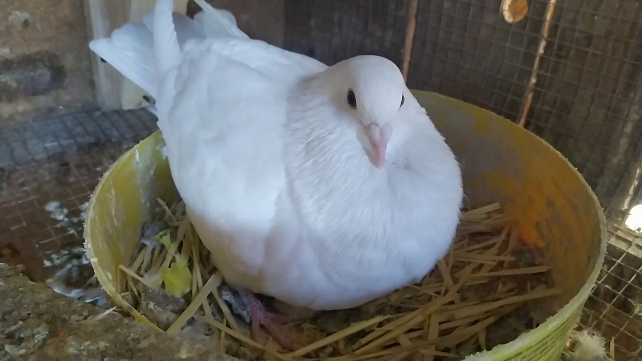 Cria de palomas/ pichones.
