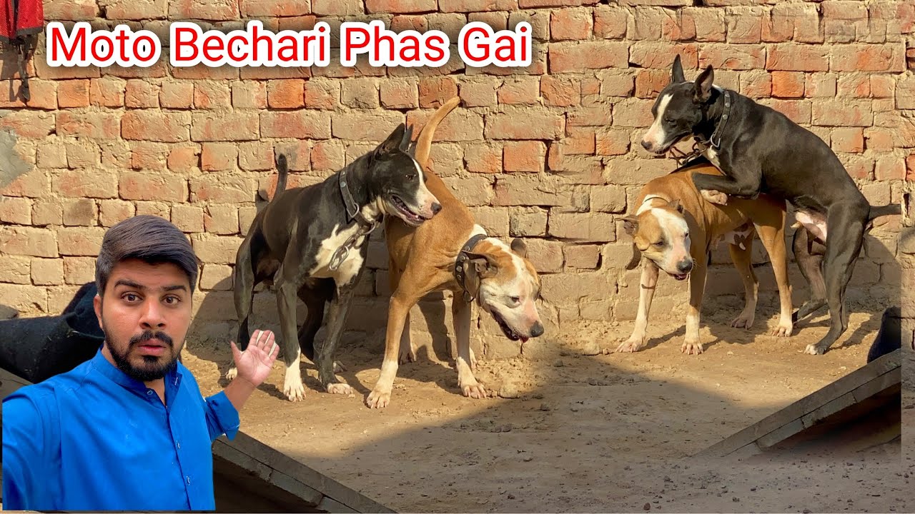 Moto Bechari Phas Gai 😳| Black Chiks Expire Hu Gay