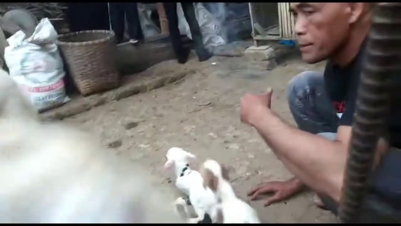 Domba melahirkan 5 ekor anak