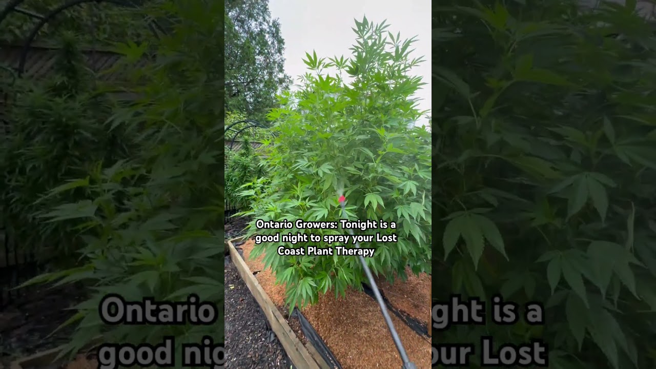 Spraying the Plants with Lost Coast Plant Therapy