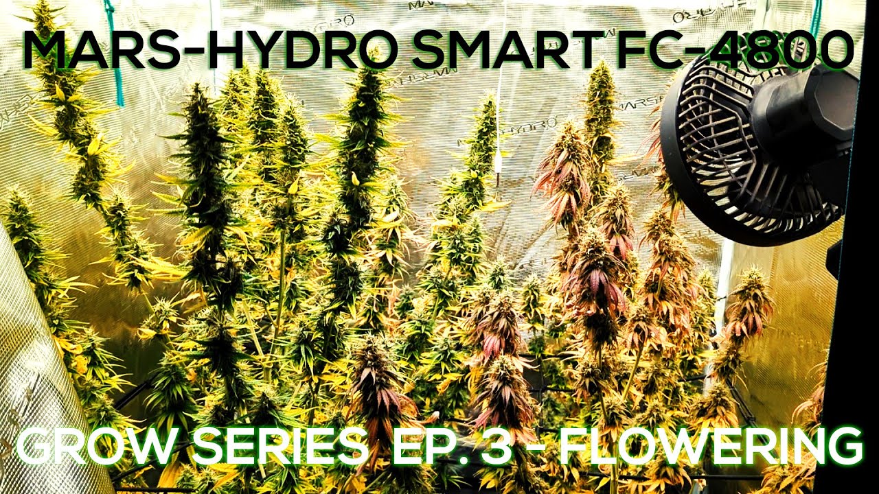 Mars-Hydro SMART FC-4800 (Samsung chips & WIFI control) Grow Series - Episode 3 - Flowering Cycle