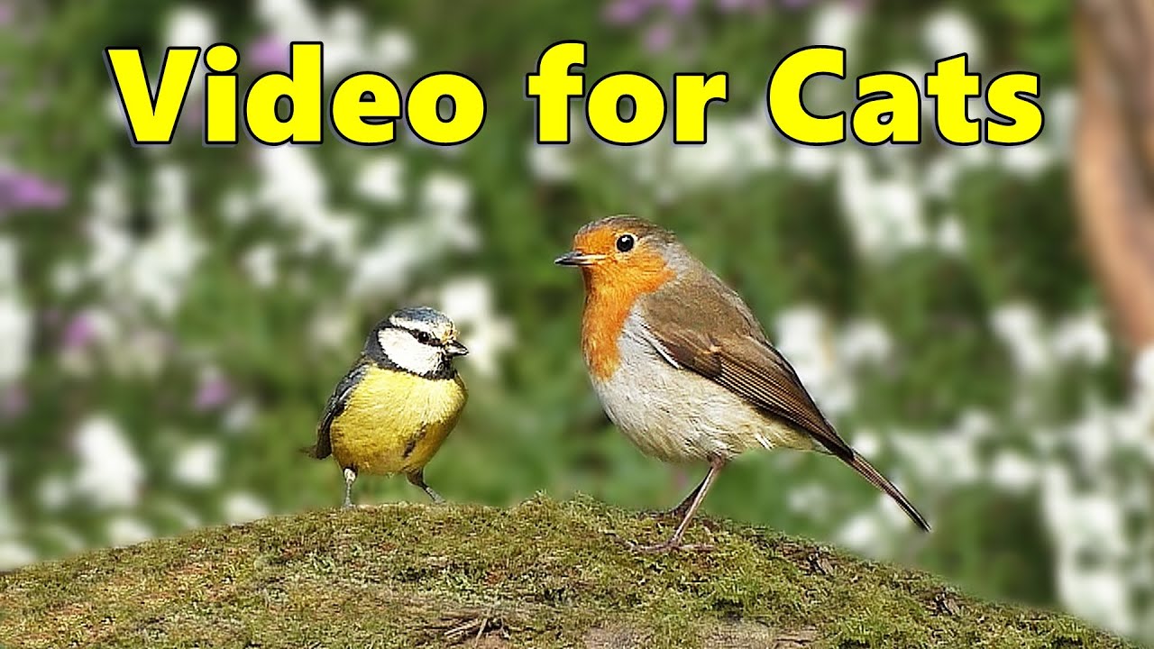 Cat TV to Relax My Cat ~ Birds in The Woods by Paul Dinning ⭐ 8 HOURS ⭐