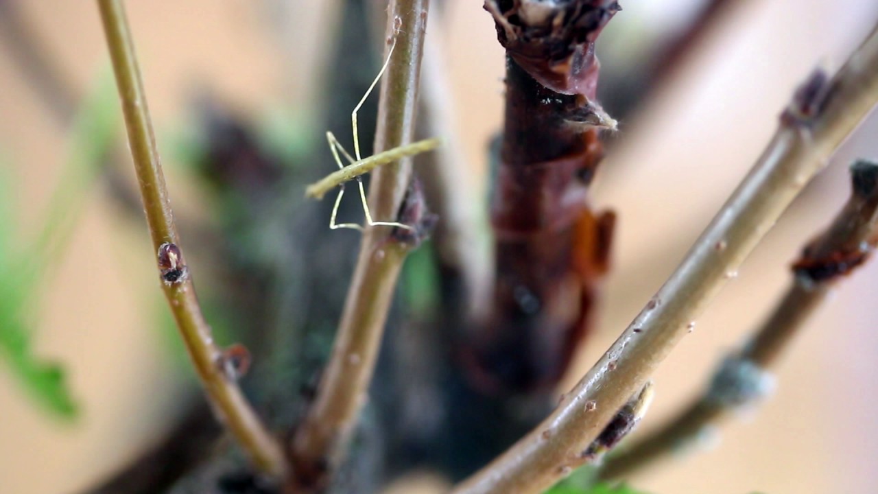 Pinnedyr