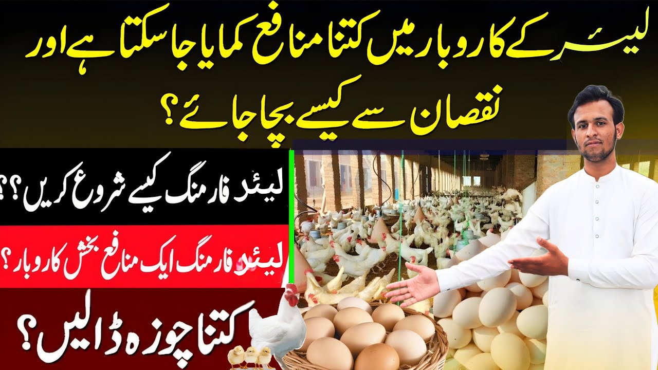 Layer Egg Farming Business Plan  || Layer Farming Business idea 🐓🥚 || Animal Business ideas