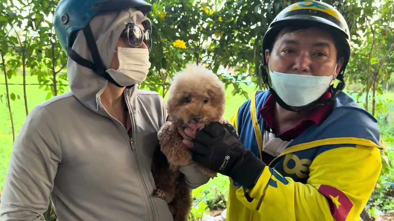 Mùng 03 Tết khai trương cứu bé poodle đăng tìm chủ con đã được về nhà 