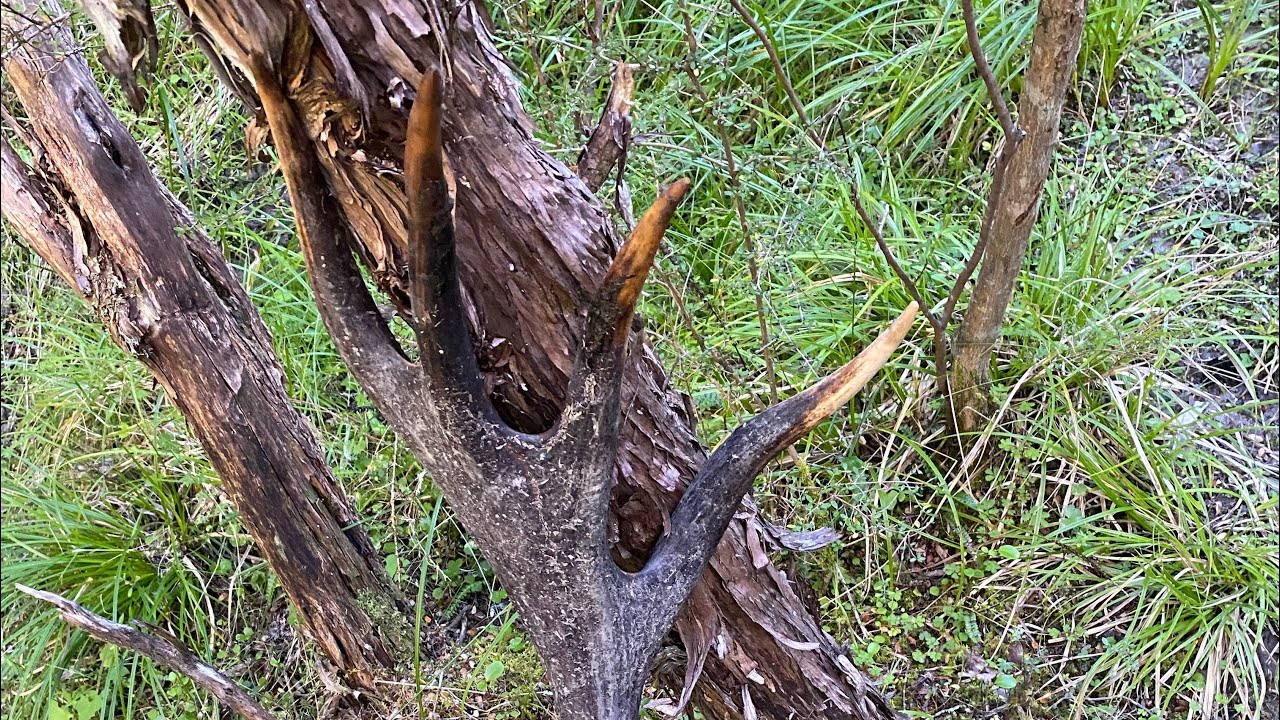 Part 2- The Search Continues 