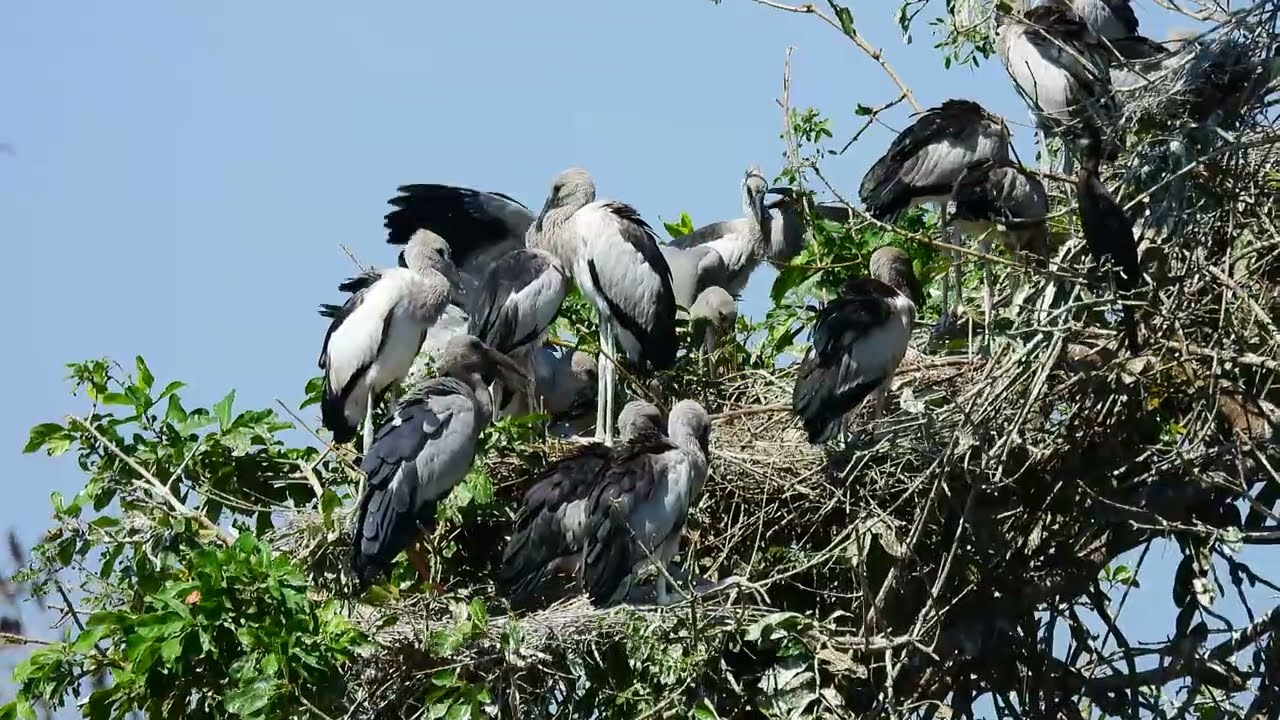 Documentary Of Geography Unlocking the Mystery of Avian Sanctuary's Tree Visitors  EP206