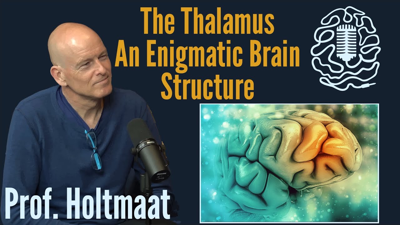 What makes the thalamus special?
