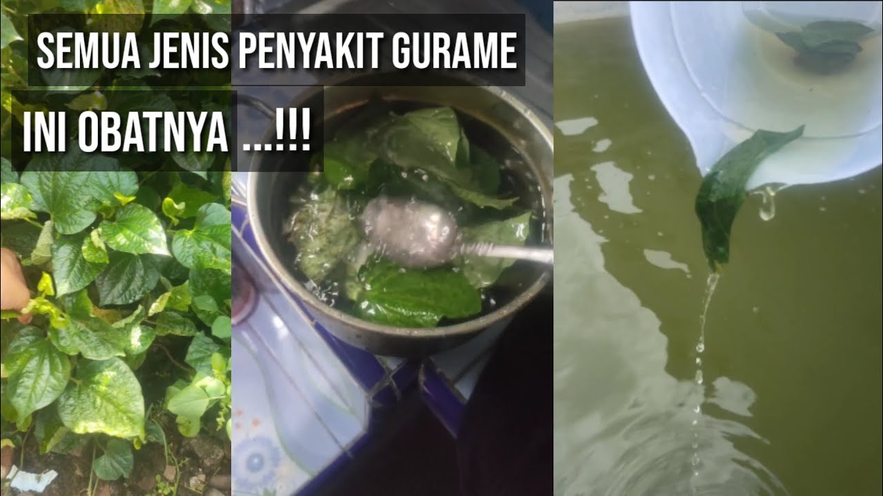 Membongkar Rahasia Pengobatan Ikan Gurame, semua jenis penyakit gurame - kolam 3X3,5 meter
