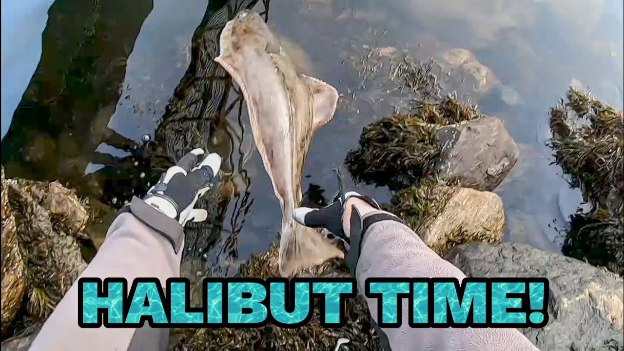 Shore fishing for codling and halibut in  Norway, with spinning tackle