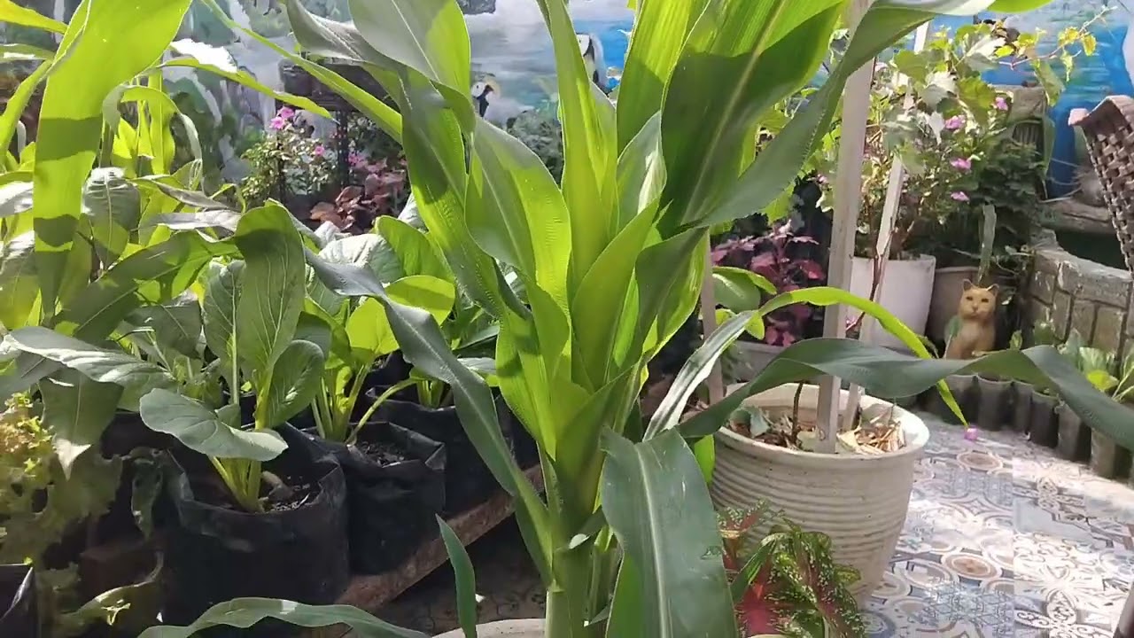 Hama dan kurangnya sinar cahaya matahari: Kesalahan berkebun yang kami Alami 😮‍💨🥹💪