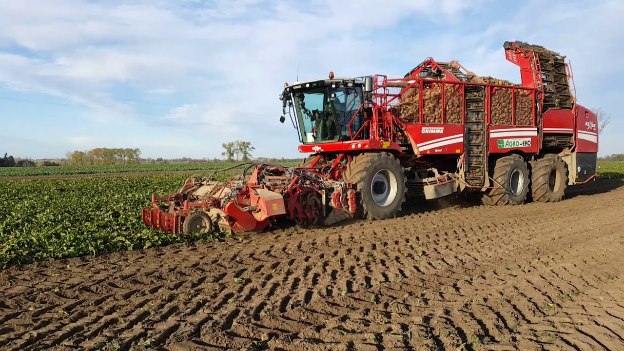 Grimme Rexor w akcji burak 2019 - Usługi Agro - Eko