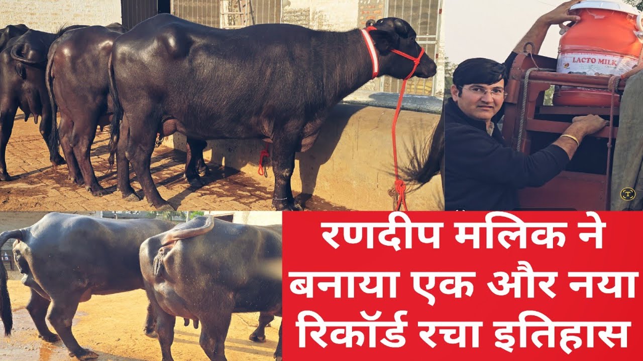 रणदीप मलिक ने बनाया फिर एक नया रिकॉर्ड रचा पशुपालन में इतिहास sell की एक (1) करोड़ 94 लाख की भैंस
