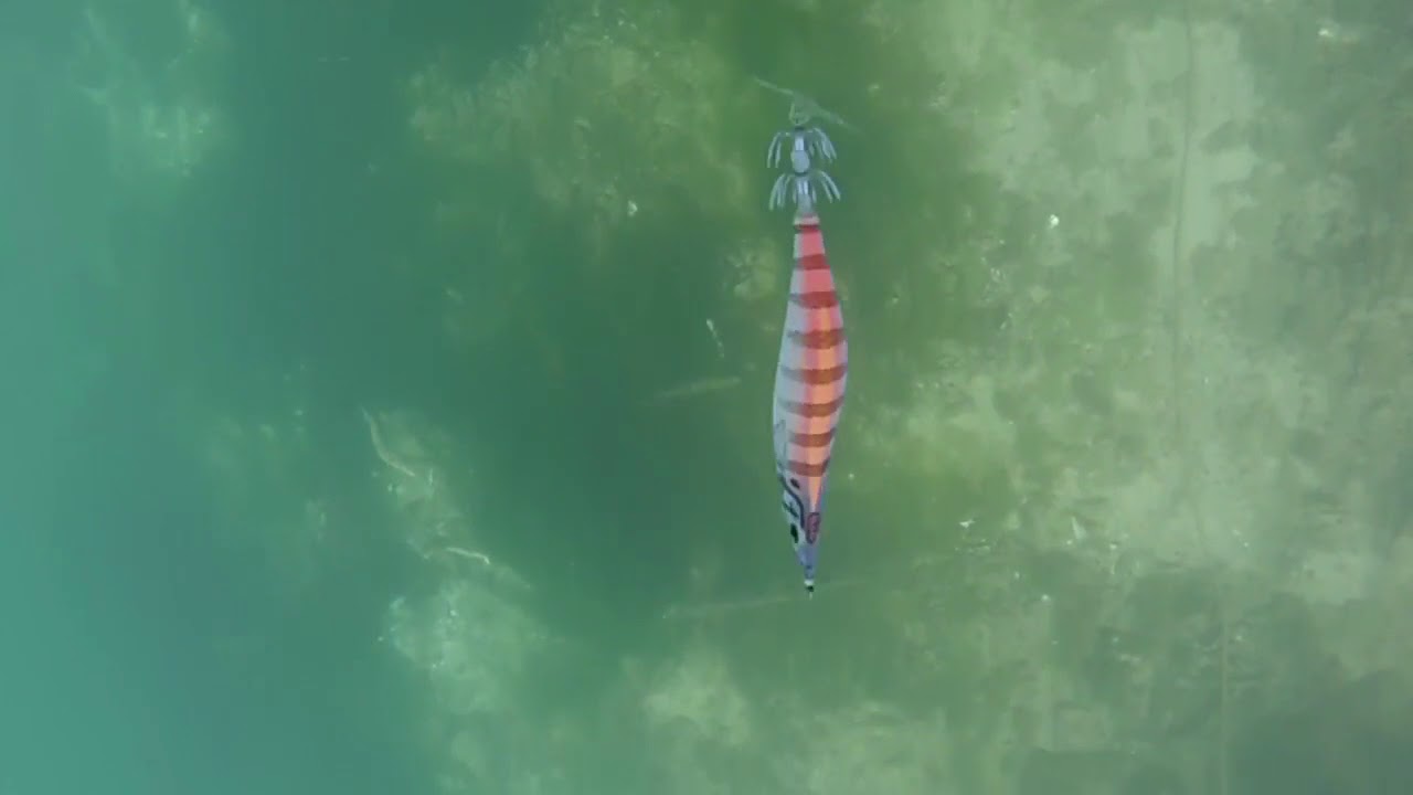DTD PANIC FISH