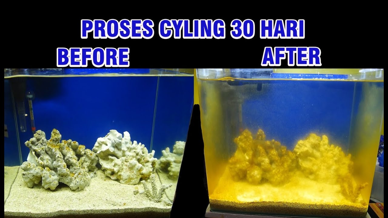 #PART4 Perkembangan proses cycling selama 1 bulan | Membuat Nano reef tank tanpa sump