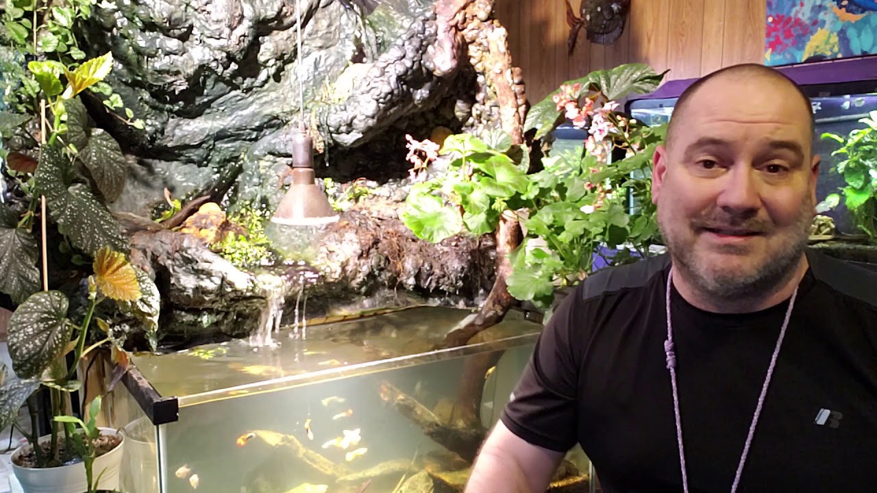 How Long Will Driftwood Leach Tannins?