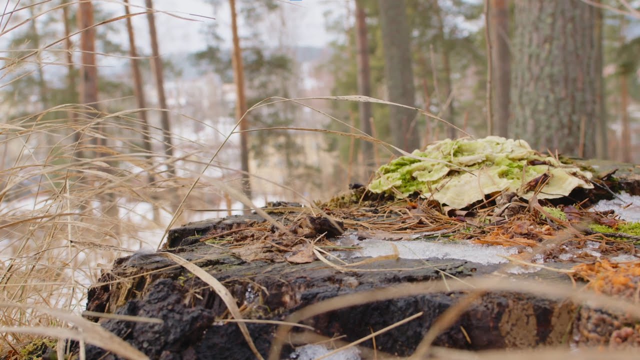 Luonnostaan toimiVa (LuoVa): Kohti planetaarista hyvinvointia!