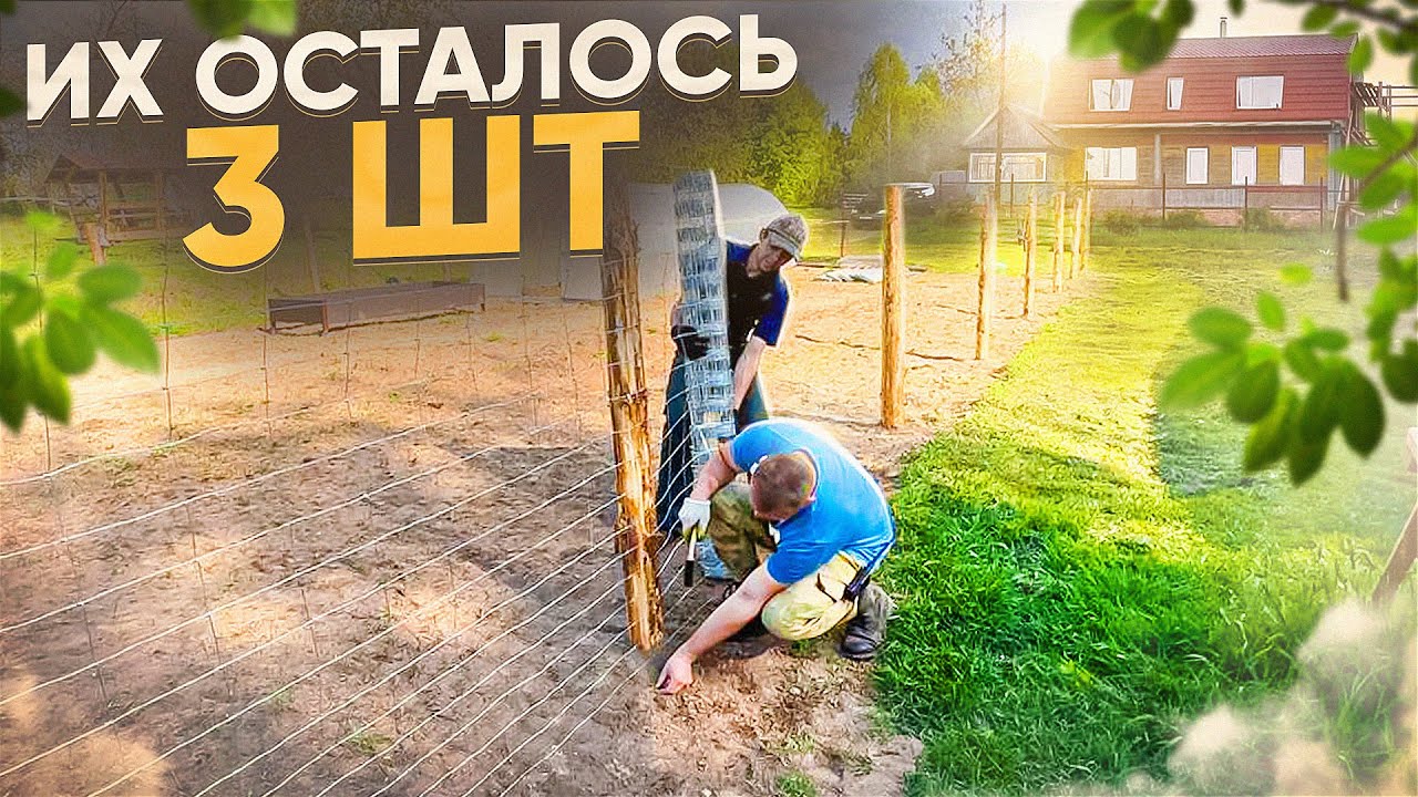 НОВЫЕ СУЩЕСТВА НА ХУТОРЕ. ТАКИХ В БЕЛАРУСИ ОФИЦИАЛЬНО ТРИ ГОЛОВЫ.