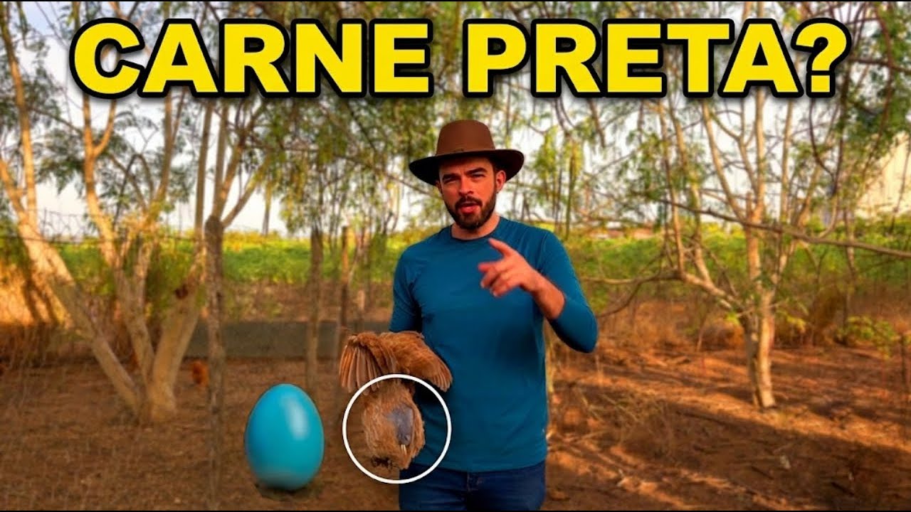 Você já viu a Galinha da CARNE PRETA que põe OVO AZUL?