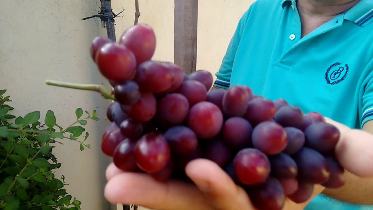 Colhendo primeiro cacho de uva.