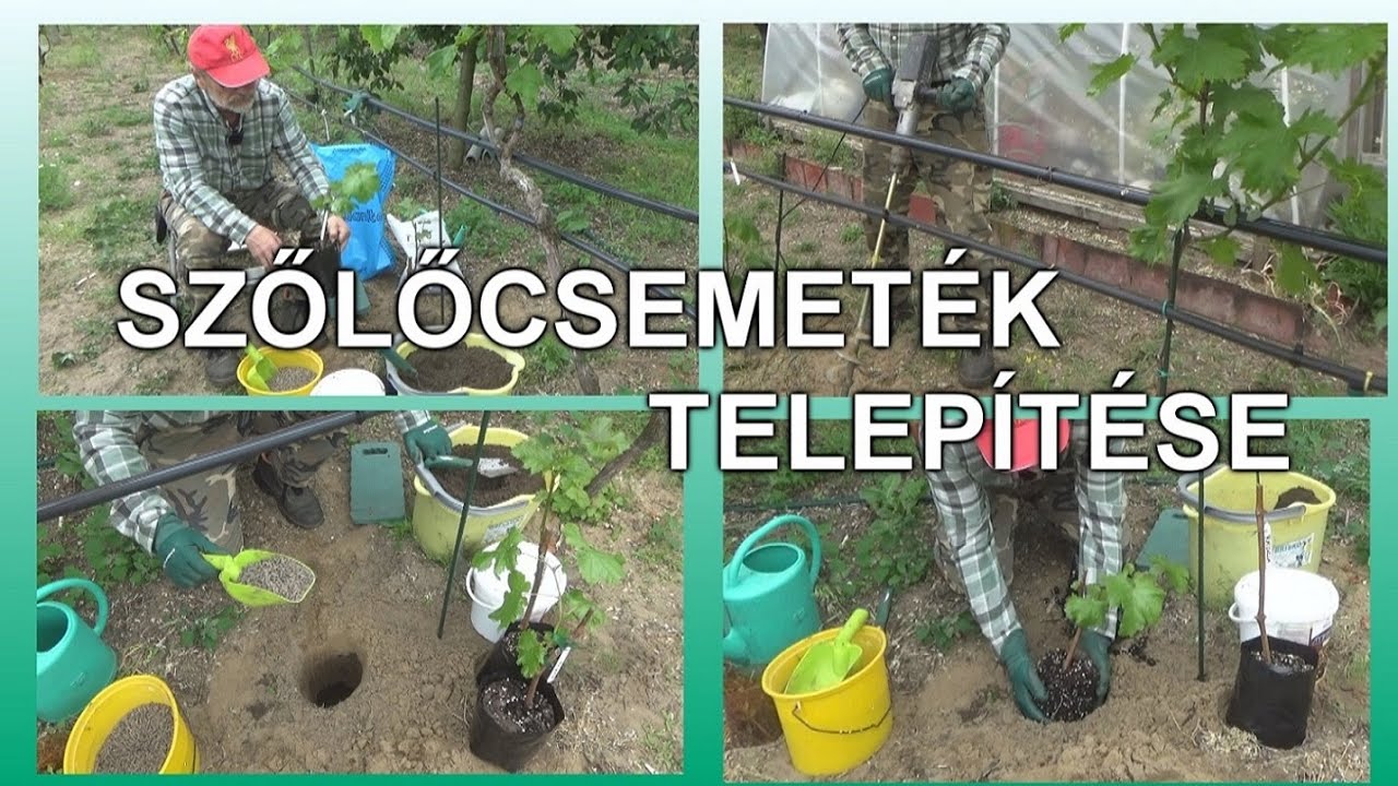 Konténeres csemeték telepítése 2025 tavaszán