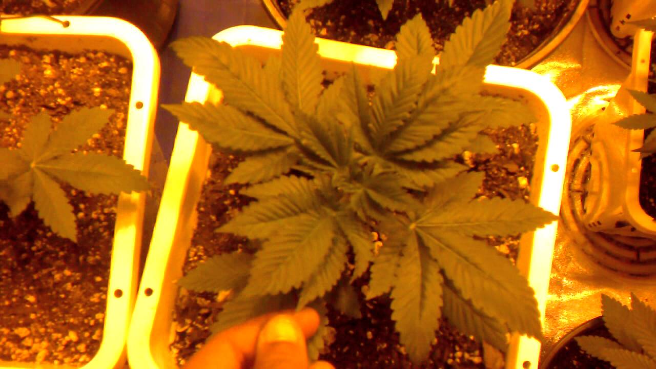 La Plata Labs