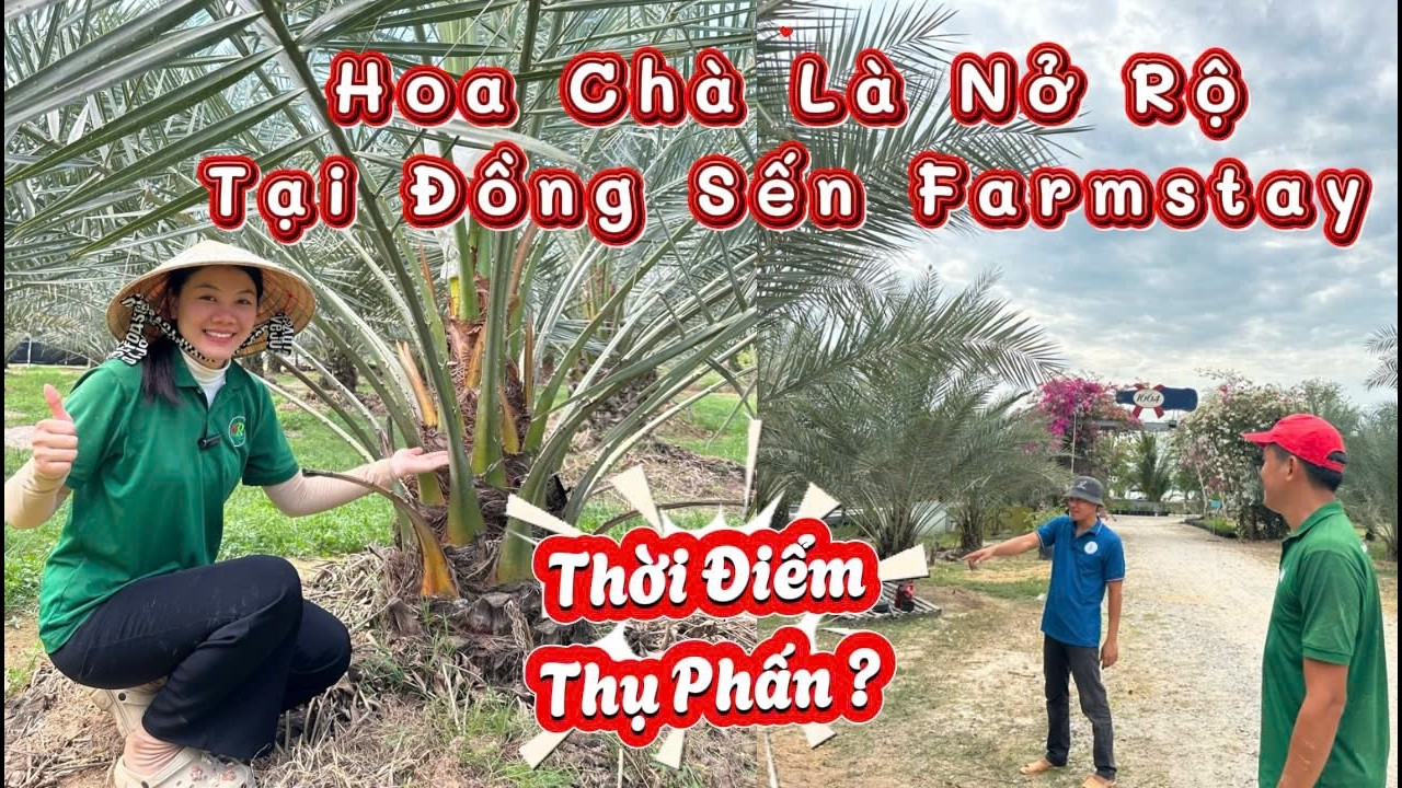 HOA CHÀ LÀ NỞ RỘ TẠI ĐỒNG SẾN 2026| Thủy Khai Nguyên