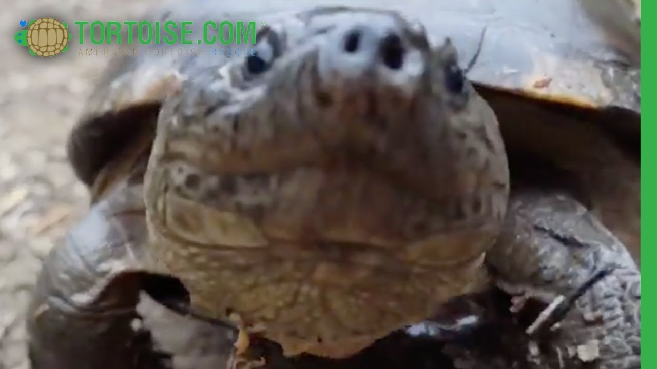 African Sideneck at American Tortoise Rescue