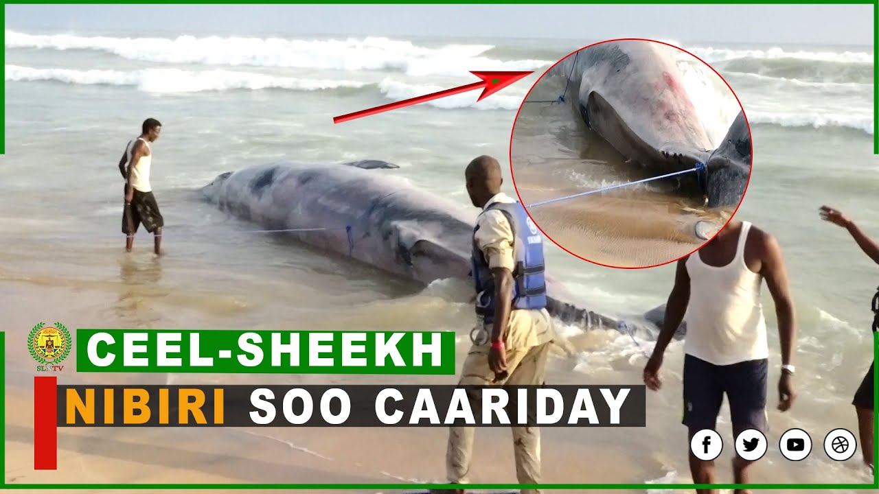 War-bixin ku saabsan Nibiri ku soo caariday Deegaanka Ceelsheekh.