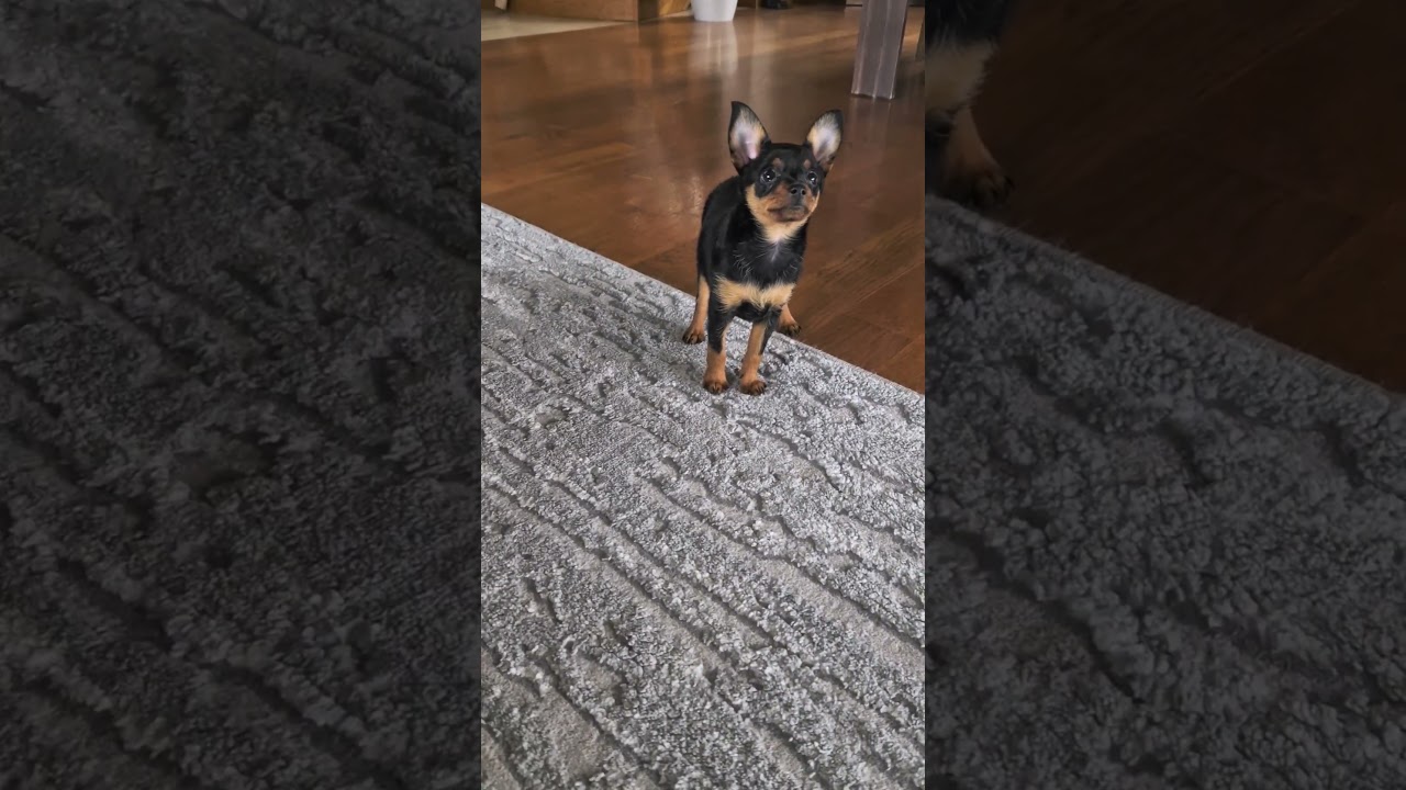 Rosnę i Rosnę 🫣🥰 #pinczer #cute #puppy #szczeniak #ratlerek