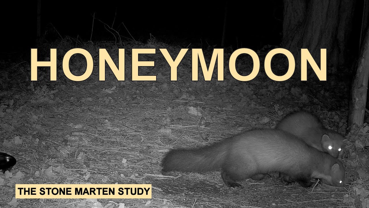 WOW, that was quick 😲  (Stone marten family/Steinmarder/Husmår)