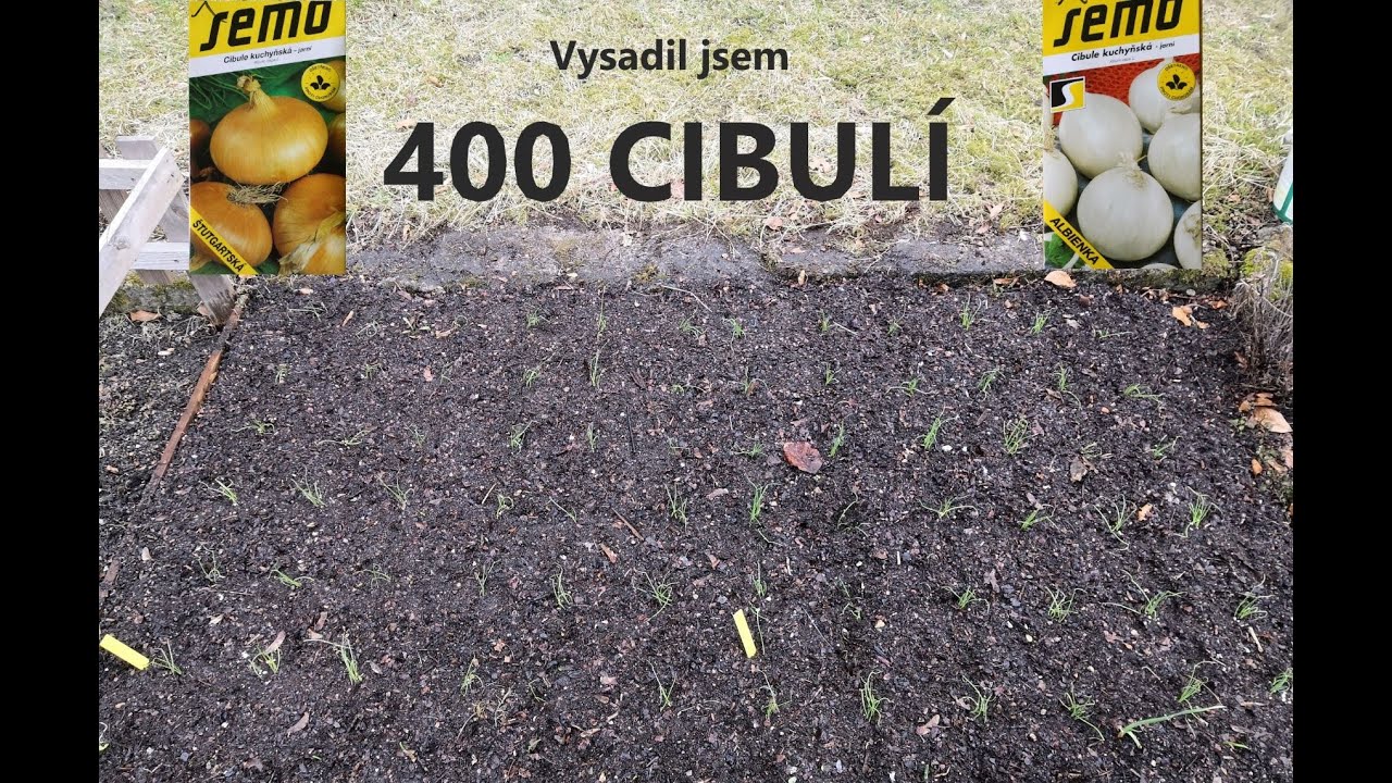 Výsadba cibule na záhon, jaro 2021