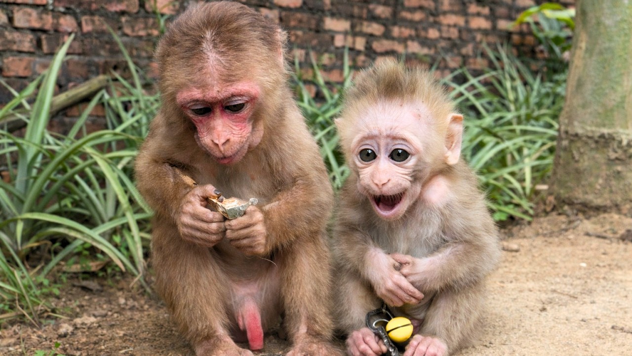 Shocking Transformation of Baby Monkey Kaki… Has He Finally Adapted to the Family?