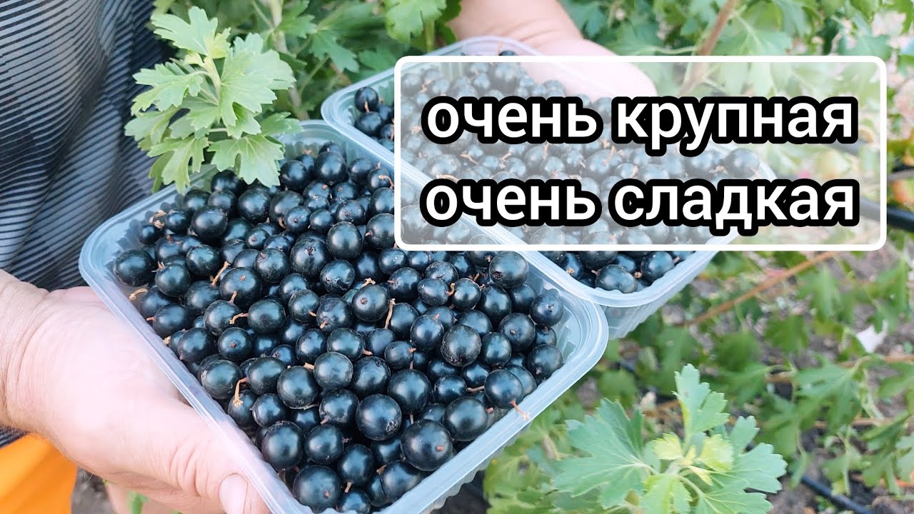 Очень крупная и сладкая золотистая смородина