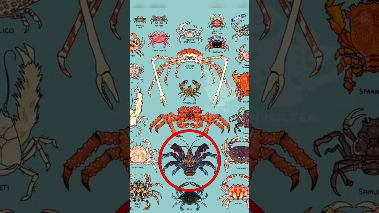 types of crab 🦀