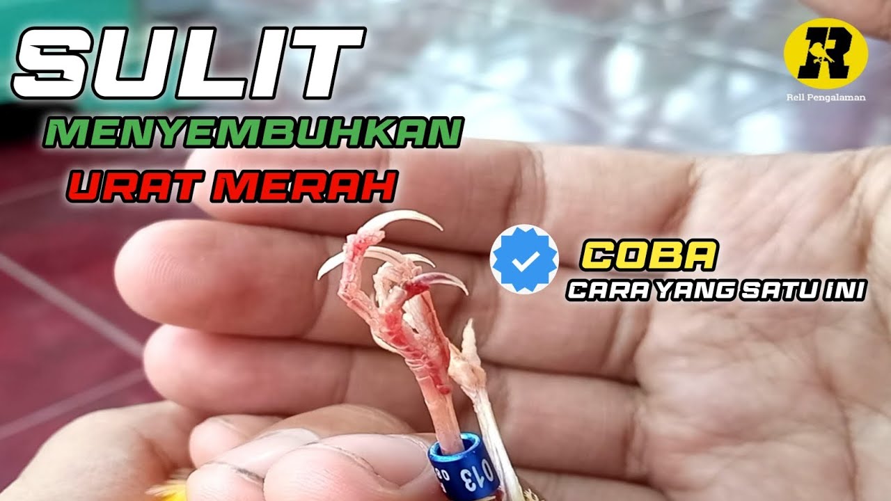 Cara Lain Mengobati Urat Merah Pada Kenari