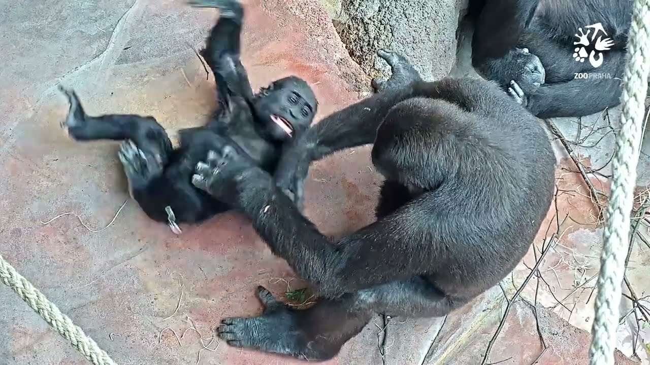 Ajabu při hrách s Gaiou a Mobi