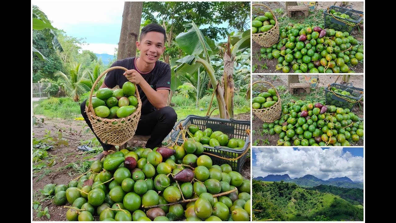 Namitas ng mga Avocado 🥑🥑 sa Farm