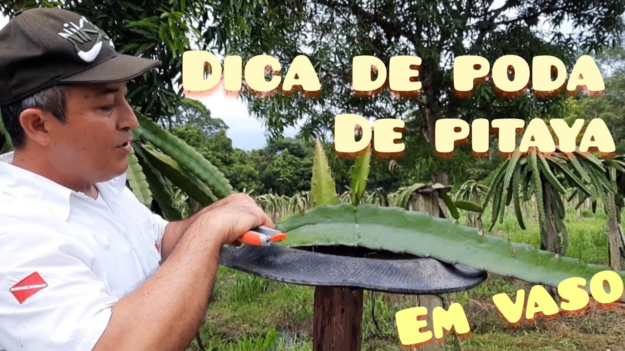 Como podar pitaya em vaso | #sawadaresponde39