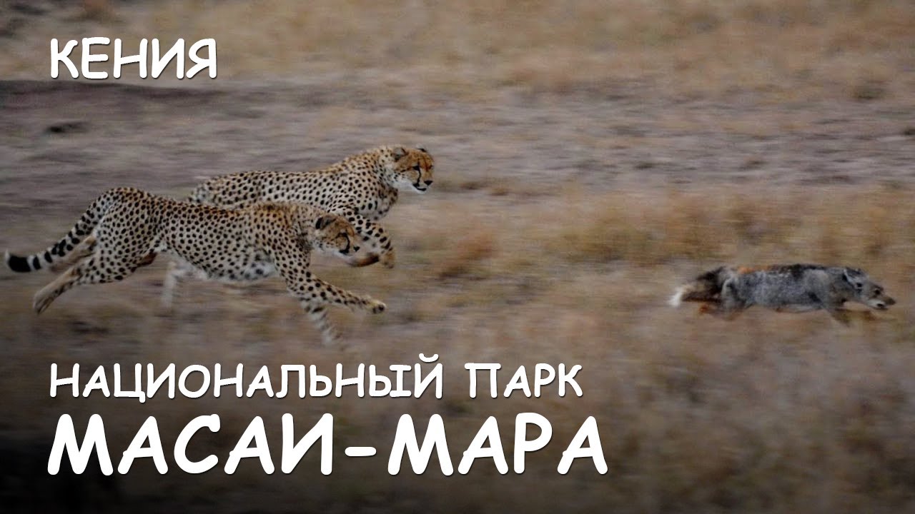 Мир Приключений - Атака гепардов. Львы и буйволы. Национальный парк Масаи-Мара. Кения.
