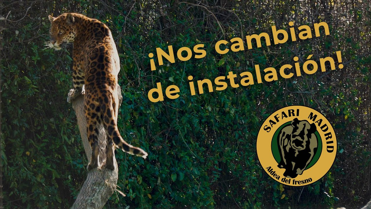¡Los jaguares se mudan! | Traslado de animales peligrosos en Safari Madrid
