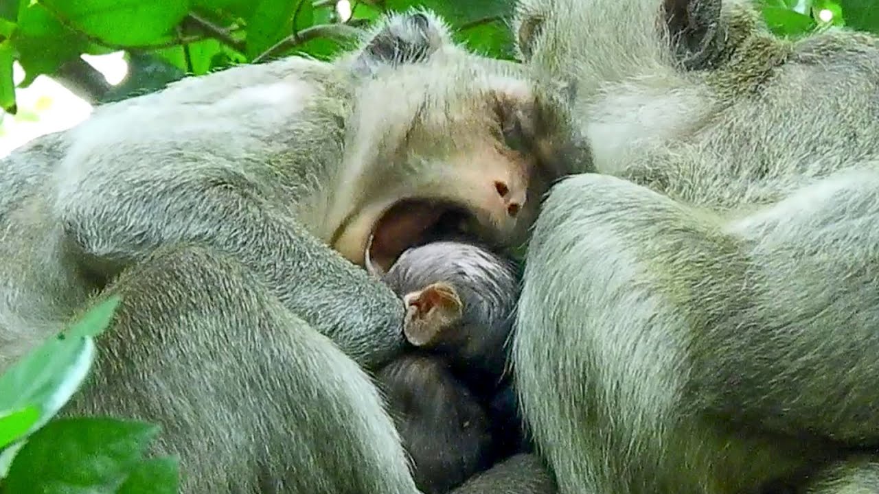 Unexpected.. Mom Jazzy tried gave first lesson to Jiva even her mood not wared of weaning.