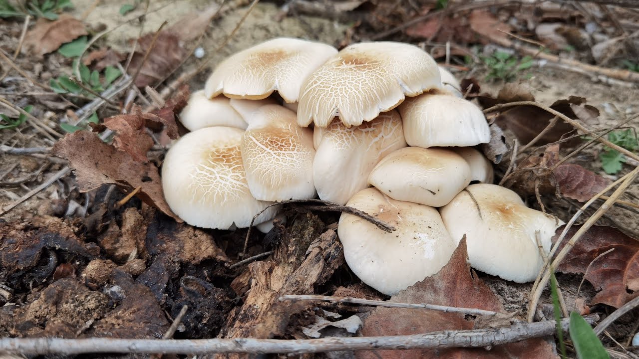 Excursión virtual a una chopera abandonada para recoger seta de chopo (Agrocybe aegerita)