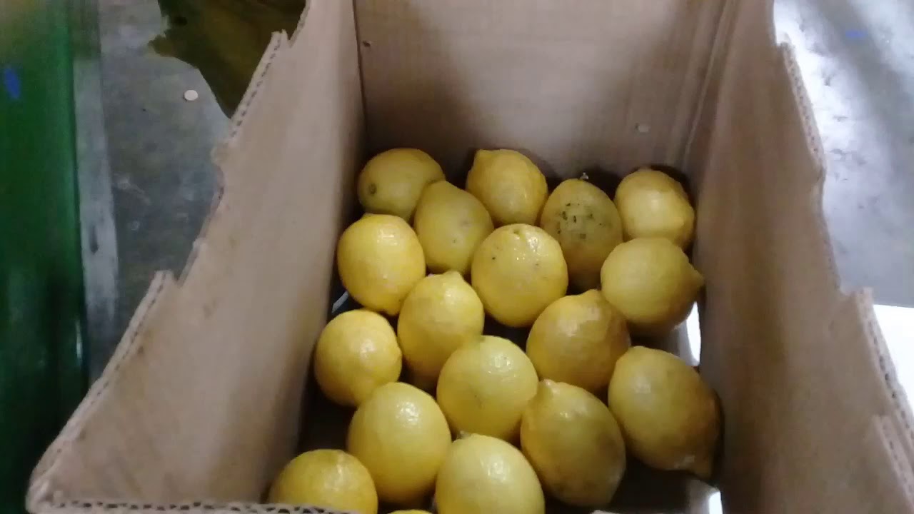 Embalando limones en Tucumán