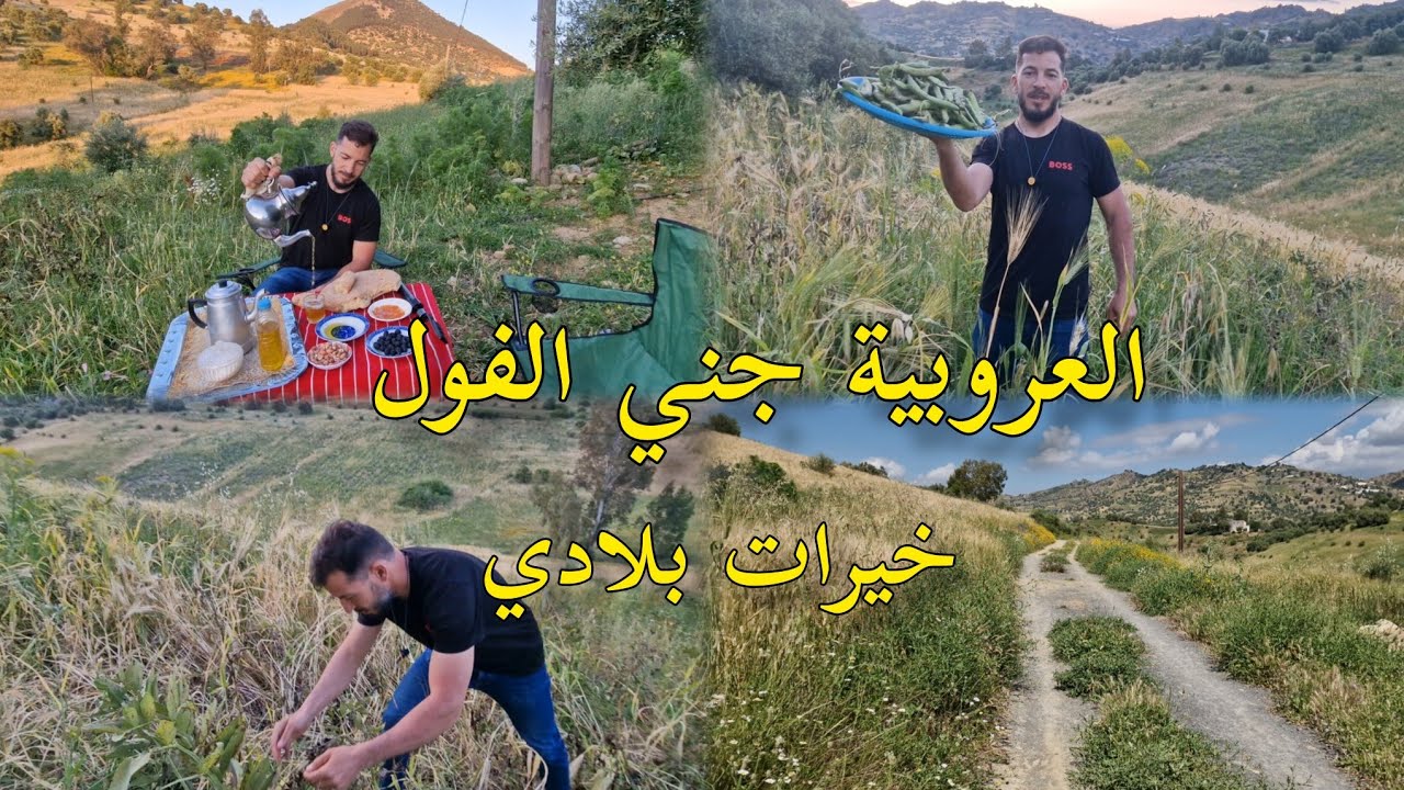 أجواء العروبية قبيلة بني فراسن جني الفول خيرات بلادي