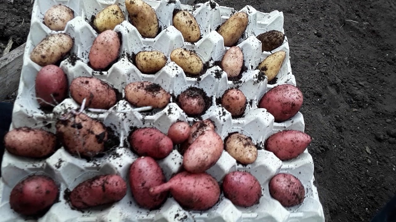 #SarpoMiraSeedPotatoes  (7)  