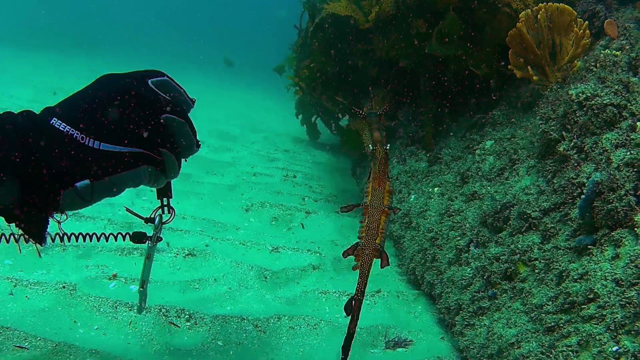 Diving at Bare Island, Botany Bay - East Wall